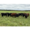 Image 3 : Kelly Harder - 810# Aug/Sept Delivery Grass Heifers - 77 Head (Steinbach, MB)