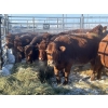 Image 3 : Spruce Ridge Farms  - 19 3 Year-Old Cows (Pen 427)