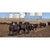 Image 2 : Ripple Rock Ranch - 700# June Delivery Heifers - 90 Head (Fincastle, AB)