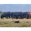 Image 6 : Black Powder Cattle Company - 33 Angus X Simm October Delivery Pairs (Oxbow, SK)