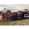 Image 6 : Riverview Ranch Ltd. - 720# February Delivery Steers - 55 Head (Bow Island, AB)