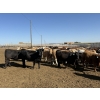 Image 5 : Westview Feeders - 870# Sept/Oct Delivery Heifers - 140 Head (Monarch, AB)