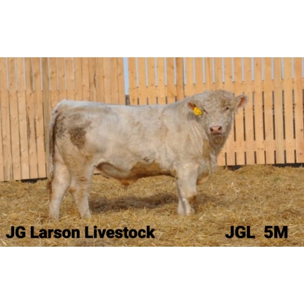 2 Year-Old Charolais Bull - JGL 5M
