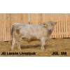 Image 1 : 2 Year-Old Charolais Bull - JGL 5M