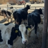 Image 2 : Idaho Dairies/Ranches - 31 Cows (Burley, ID)