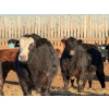 Image 10 : Justin Tateson - 950# February Delivery Steers - 65 Head (Scandia, AB)