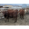 Image 4 : Cain Dedominics - 700# March Delivery Steers - 53 Head (Rimbey, AB)