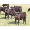Image 2 : Blooming Enterprises Ltd. - 625# October Delivery Steer Calves - 85 Head (Gladmar, SK)