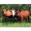 Image 3 : Taylor Enterprises Inc. - 875# September Delivery Grass Heifers - 140 Head (Wawota, SK)