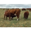 Image 12 : Jones Hereford Ranch - 690# October Delivery Steer Calves - 82 Head (Balzac, AB)