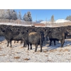 Image 1 : Woodland Farms - 1150# January Delivery Yearling Steers - 280 Head (Keephills, AB)