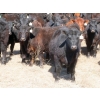 Image 6 : Marsh Ranches Ltd. (Marsh 99 Ranch) - 750# May Delivery Heifers - 140 Head (Southey, SK) VBP+