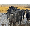 Image 7 : Leon Torkelson - 700# March Delivery Heifers - 60 Head (Millicent, AB)
