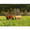 Image 7 : Squaw Valley Ranch - 850# October Delivery Steer Calves - 72 Head (Lumby, BC)