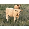 Image 3 : Les Cook/Alyssa & Vince Colven - 600# October Delivery Steer Calves - 70 Head (Loverna, SK)