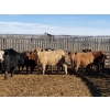 Image 3 : Ron Billings - 750# March Delivery Heifers - 70 Head (Sundre, AB)
