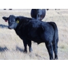 Image 3 : Cody Plumb - 680# October Delivery Steer Calves - 35 Head (Enchant, AB)