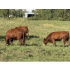 Image 6 : Garth & Theresa Kauppi - 1050# September Delivery Grass Heifers - 27 Head (Eckville, AB)