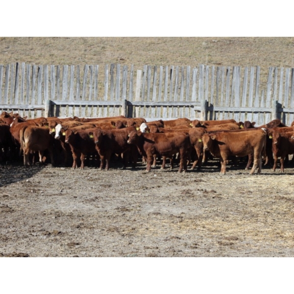 Milford Farming Co. - 775# December Delivery Weaned Heifers - 40 Head (Raymond, AB)