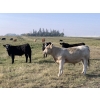 Image 4 : Broken Link Ranches - 1050# September Delivery Grass Steers - 220 Head (Ponoka, AB)