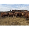 Image 2 : Matt Tees - 850# May Delivery Steers - 65 Head (Lousana, AB)