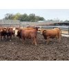 Image 9 : French's Farm - 1025# October Delivery Steers - 180 Head (Kelwood, MB)