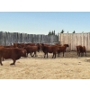 Image 4 : Sierra Colony Farms Ltd. - 750# January Delivery Weaned Steers - 78 Head (Eastend, SK)