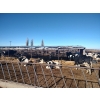 Image 1 : Idaho Dairies/Ranches - 28 Cows (Burley, ID)