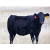 Image 4 : Cody Plumb - 600# Heifer Calves - 35 Head (Enchant, AB)