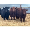 Image 2 : Dog River Ranch - 850# February Delivery Steers - 70 Head (Corning, SK) VBP+