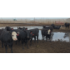 Image 8 : Ripple Rock Ranch - 860# August Delivery Heifers - 30 Head (Fincastle, AB)