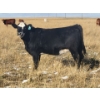 Image 5 : Colton Battrum - 20 Black Heifers