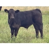 Image 6 : Hobman Livestock - 570# October Steer Calves - 103 Head (Nokomis, SK)