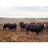 Image 4 : Hillsvale Farming Co. - 40 Angus/Angus X Fed Steers (Cut Knife, SK)