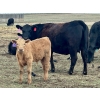 Image 4 : Blue Moon Cattle Co. - 30 1st Calf Black Angus X Pairs (Irricana, AB)