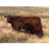 Image 3 : Niwa Ranching - 580# Steer Calves - 90 Head (Acadia Valley, AB)