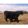 Image 3 : P&B Van Schothorst - 30 Black/BBF 1st Calf Heifer Pairs (Blackie, AB)