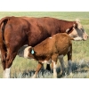 Image 12 : Justin & Kryston Tateson - 750# December Delivery Weaned Steers - 83 Head (Scandia, AB)