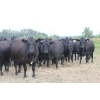 Image 2 : Star Lake Beef (1987) Charlene & Craig Kaartinen - 30 Black Angus Pairs (Eriksdale, MB)