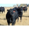 Image 2 : Coal Creek Ranching Ltd. - 850# October Delivery Grass Heifers - 54 Head (Bow City, AB) VBP+