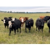 Image 3 : Midpoint Farms - 1025# Sept/Oct Grass Steers - 120 Head (Drayton Valley, AB)