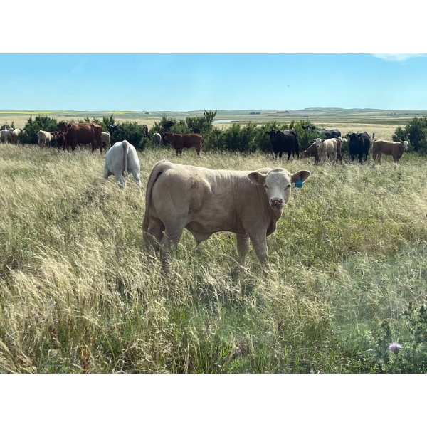 Ray, Bob & Blake Penner - 670# October Delivery Steer Calves - 90 Head (Oyen, AB)
