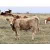 Image 6 : Jean Lamson - 575# October Delivery Heifer Calves - 100 Head (Hanna, AB)