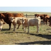 Image 6 : Ernie, Kathy & Kyle Lee - 600# October Delivery Steer Calves - 80 Head (Hanna, AB)