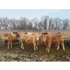 Image 3 : Wayne & Logan Lytwyn - 785# February Delivery Heifers - 75 Head (Winnipegosis, MB)