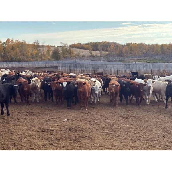 Box Anchor Farms - 950# March Delivery Weaned Heifers - 260 Head (Dewberry, AB)