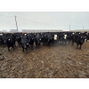 Image 4 : Ripple Rock Ranch - 820# January Delivery Steers - 260 Head (Fincastle, AB)