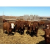 Image 2 : Van Hall Cattle Company Ltd. - 990# April Delivery Steers - 57 Head (Scandia, AB)