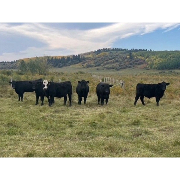 Gerry & Sandy Hansma - 1000# October Delivery Grass Steers - 80 Head (Black Diamond, AB)