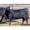 Image 5 : Darren Wagner - 24 Black Angus X Replacement Heifers (Lancer, SK)